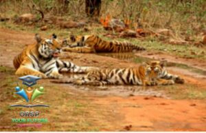 UNESCO allots India’s Panna Tiger Reserve ‘Biosphere Reserve’ status